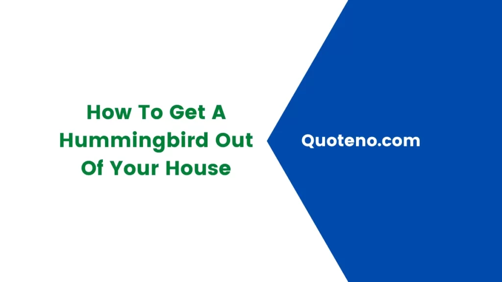 How To Get A Hummingbird Out Of Your House