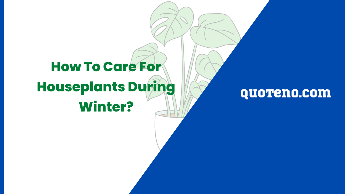 How To Care For Houseplants During Winter